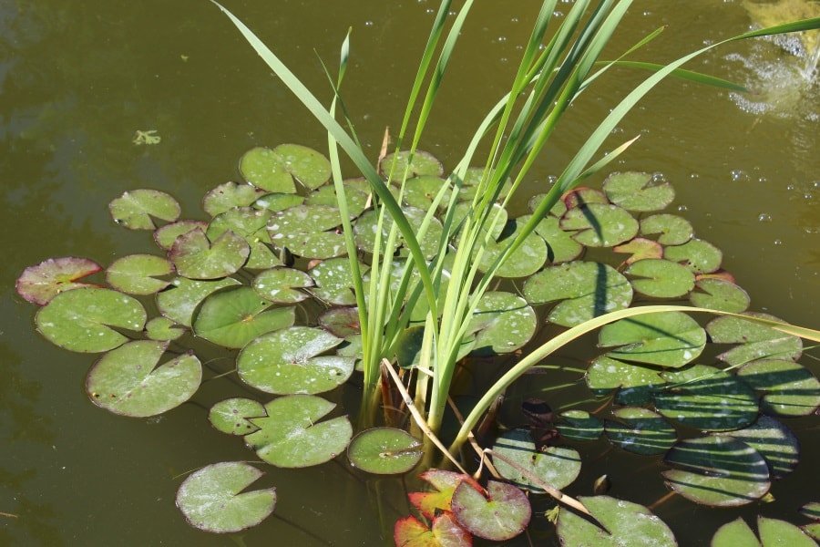 pond